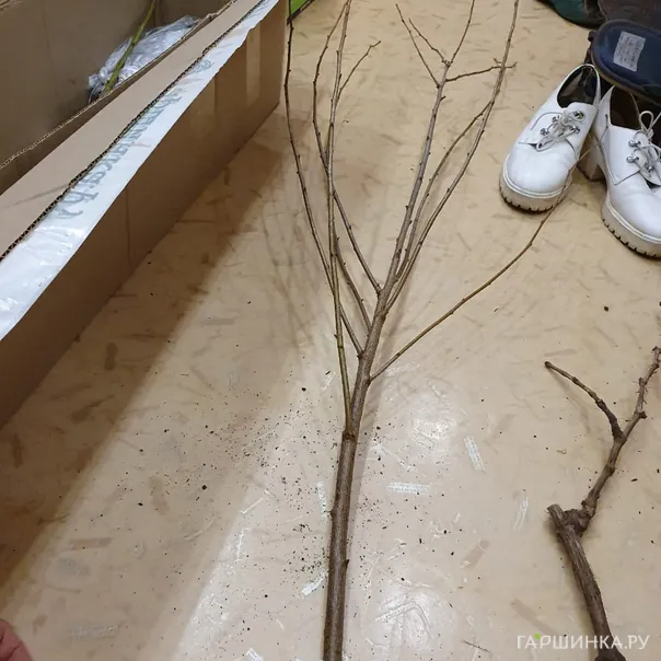 превью изображения отзыва