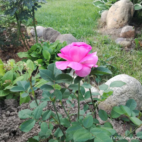 превью изображения отзыва