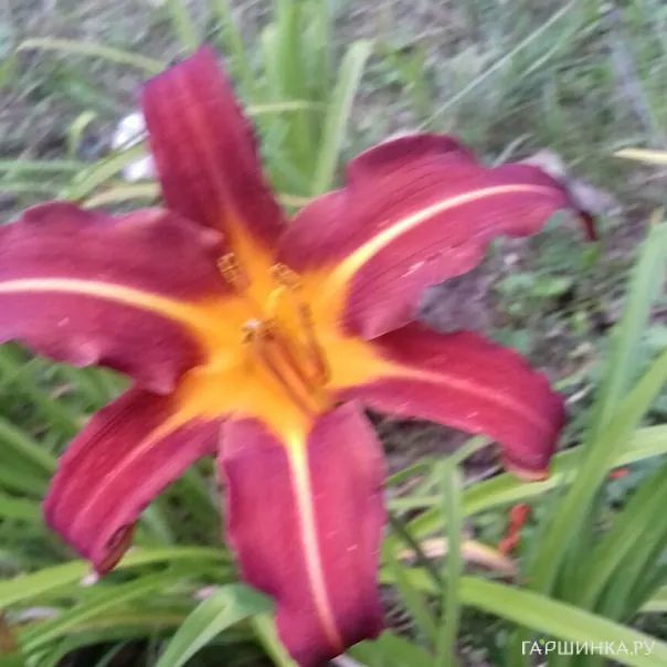 превью изображения отзыва