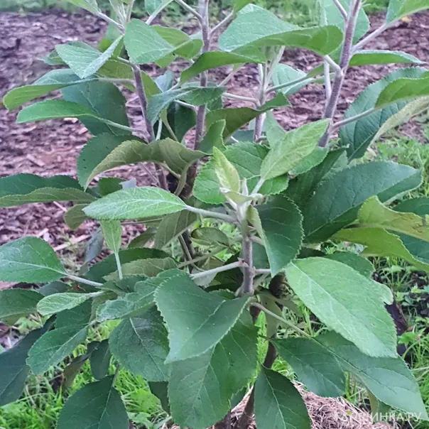 превью изображения отзыва