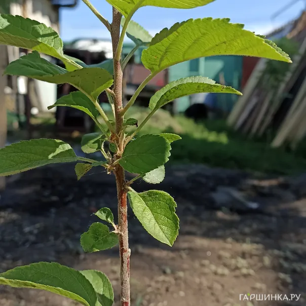 превью изображения отзыва