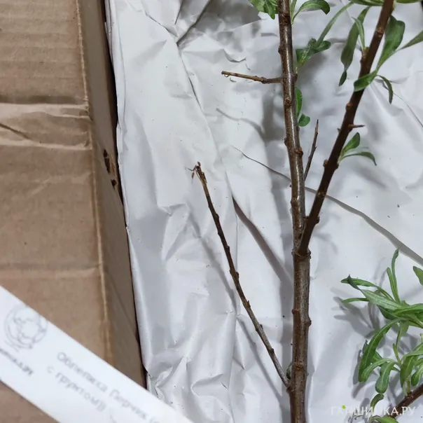 превью изображения отзыва