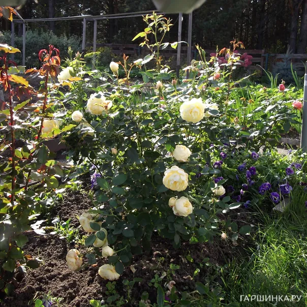 превью изображения отзыва