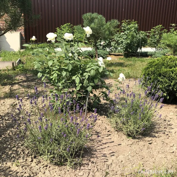 превью изображения отзыва