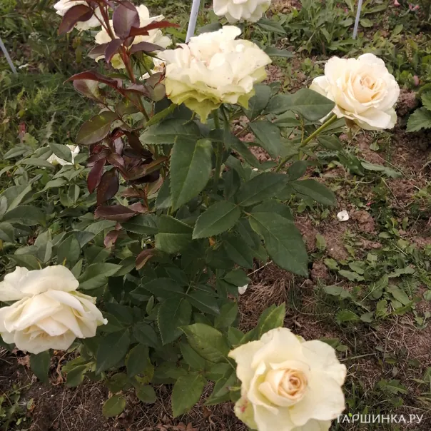 превью изображения отзыва