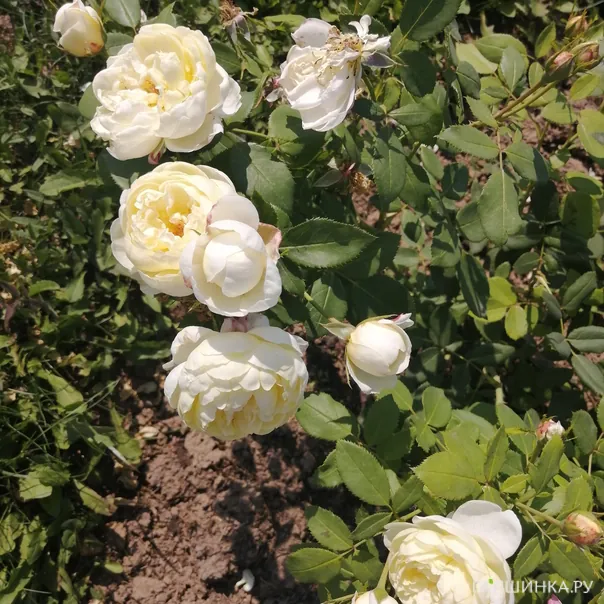 превью изображения отзыва