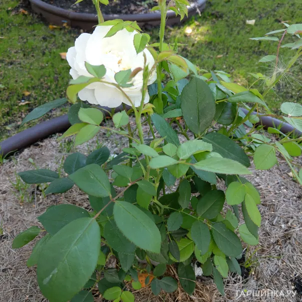 превью изображения отзыва