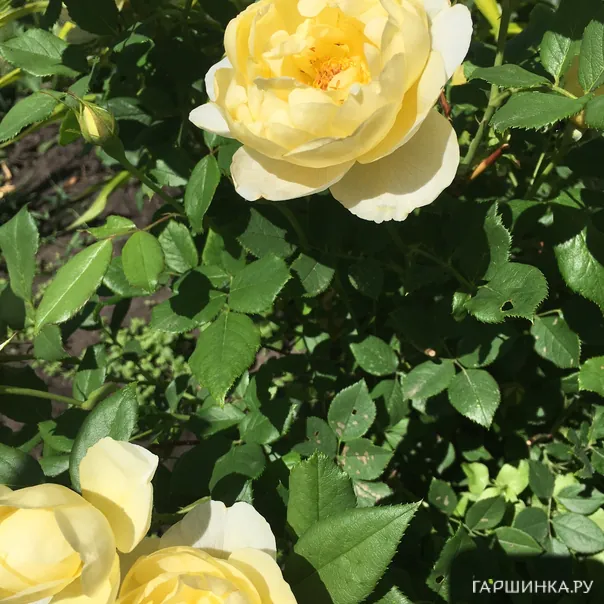 превью изображения отзыва