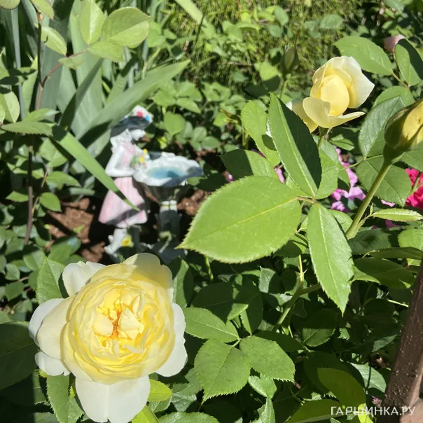 превью изображения отзыва