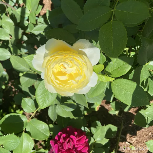 превью изображения отзыва