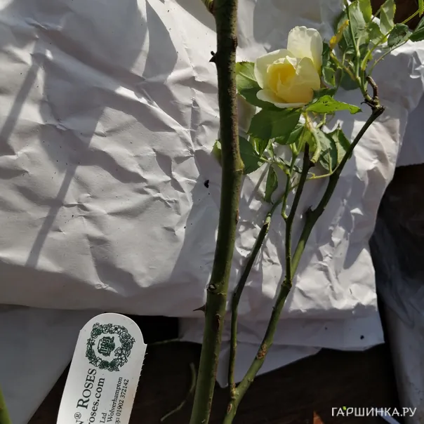 превью изображения отзыва