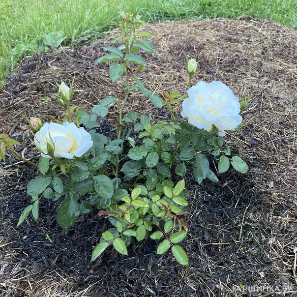 превью изображения отзыва