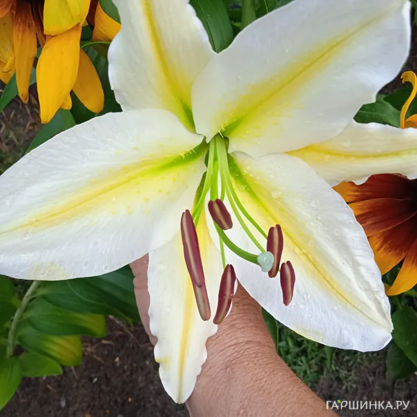 превью изображения отзыва