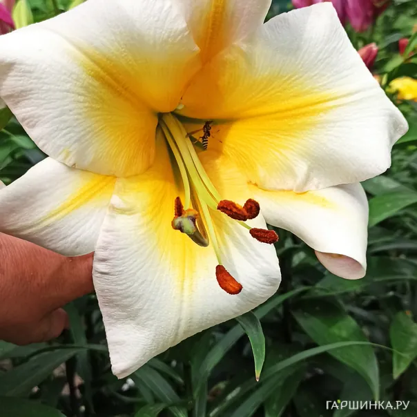 превью изображения отзыва