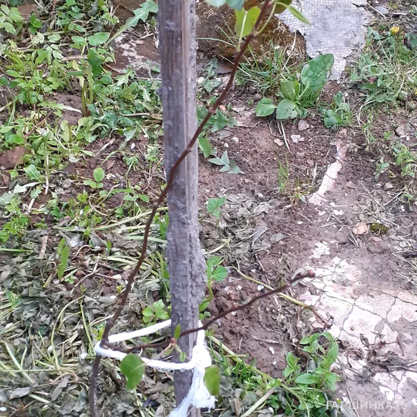 превью изображения отзыва