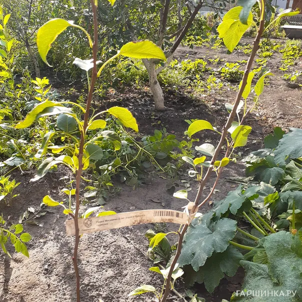 превью изображения отзыва