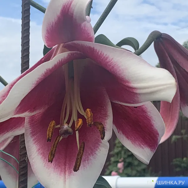 превью изображения отзыва