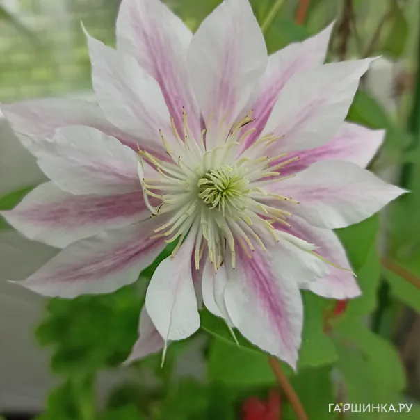 превью изображения отзыва