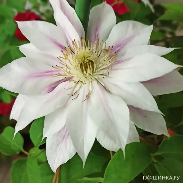 превью изображения отзыва