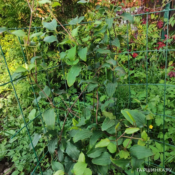 превью изображения отзыва