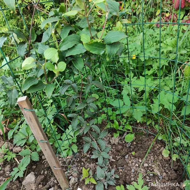 превью изображения отзыва