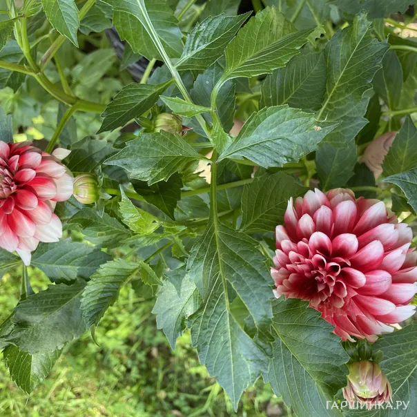 превью изображения отзыва