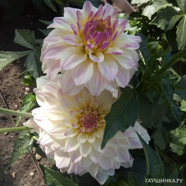 превью изображения отзыва