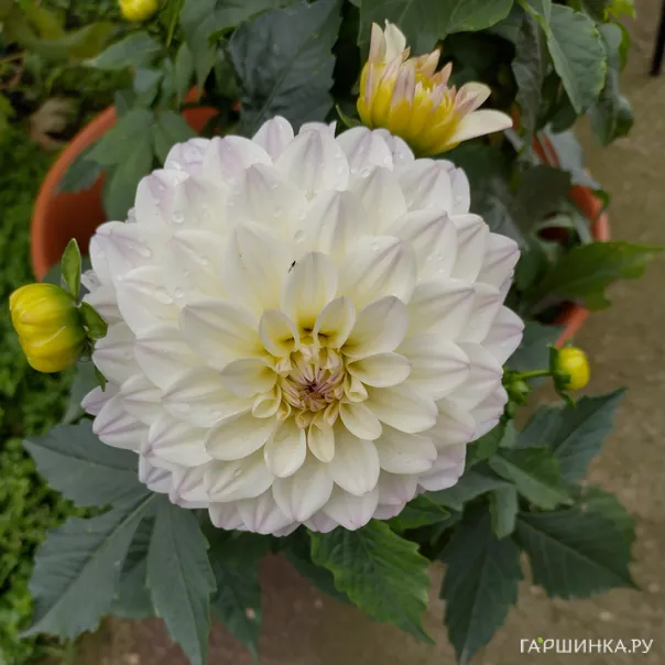 превью изображения отзыва