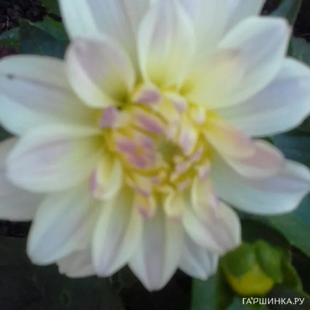 превью изображения отзыва