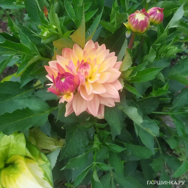 превью изображения отзыва