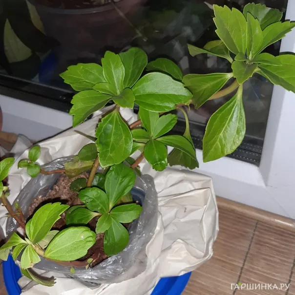 превью изображения отзыва