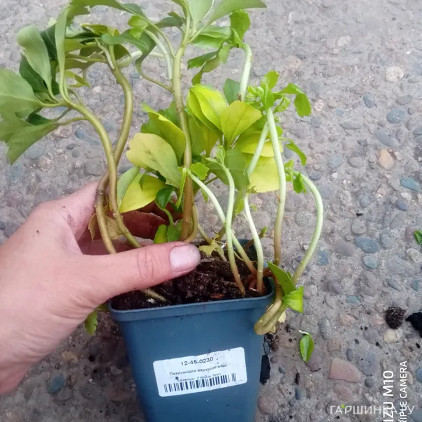 превью изображения отзыва