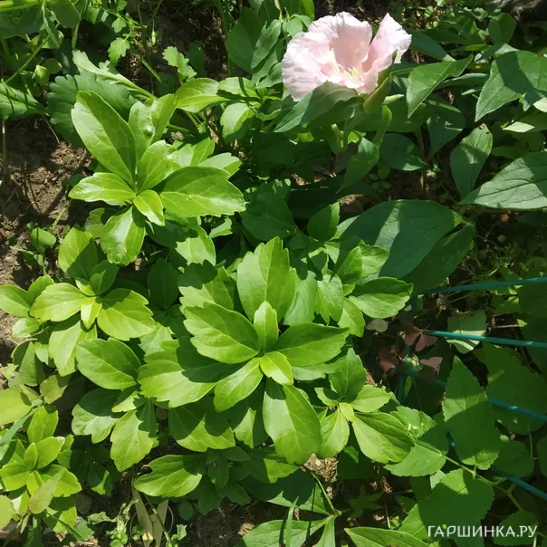 превью изображения отзыва