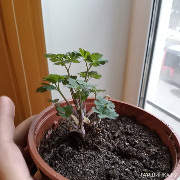 превью изображения отзыва