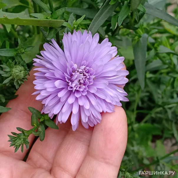 превью изображения отзыва