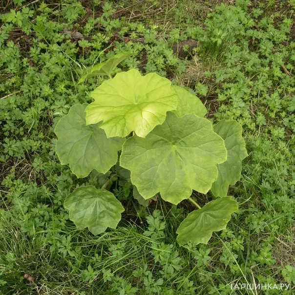 превью изображения отзыва