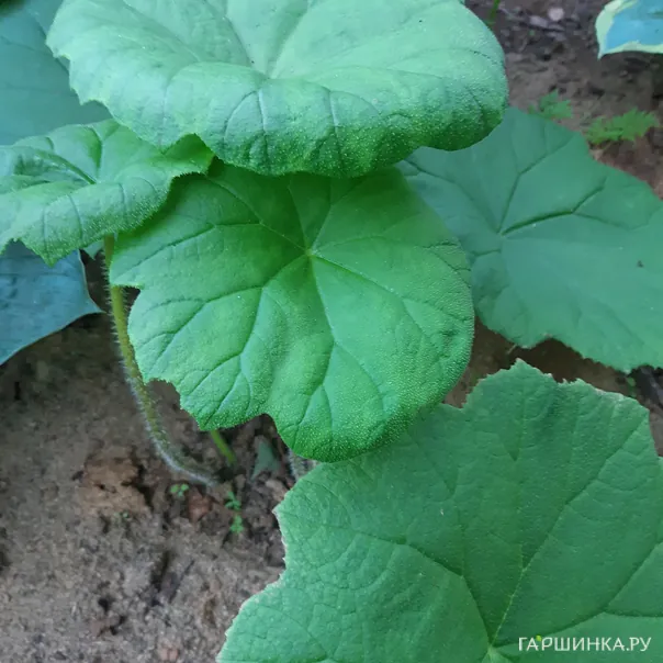 превью изображения отзыва