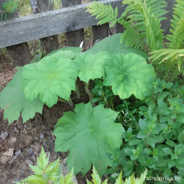 превью изображения отзыва