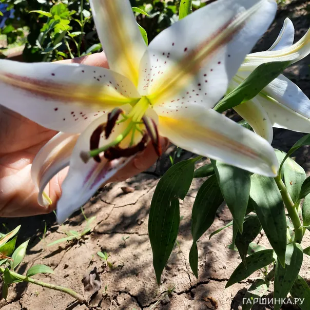 превью изображения отзыва