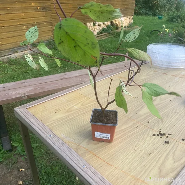 превью изображения отзыва