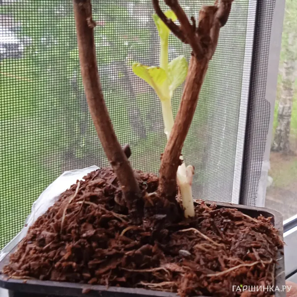 превью изображения отзыва