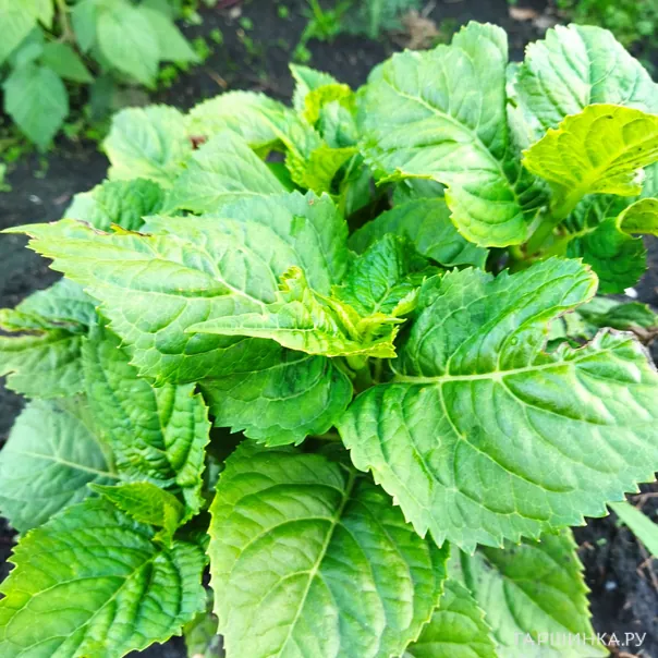 превью изображения отзыва