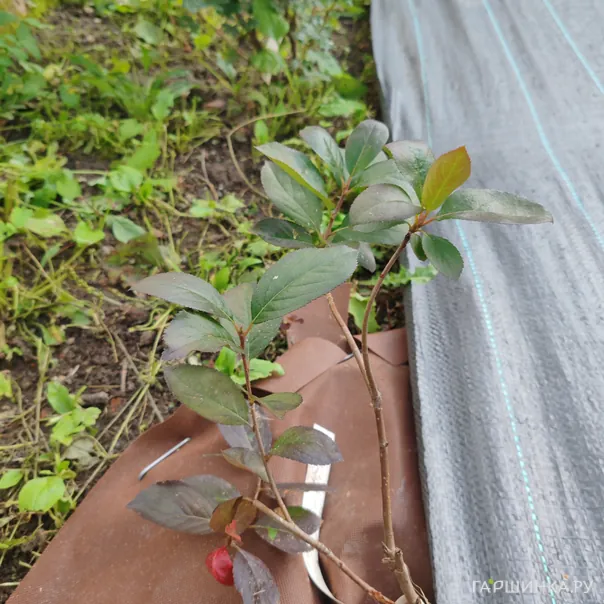 превью изображения отзыва