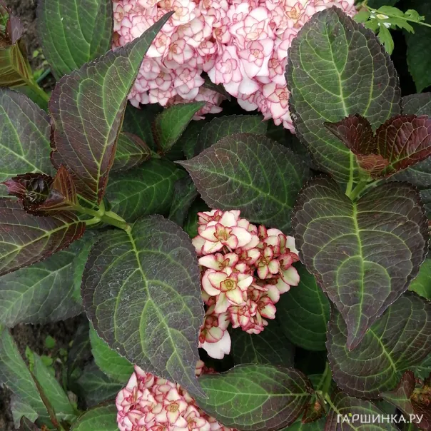 превью изображения отзыва