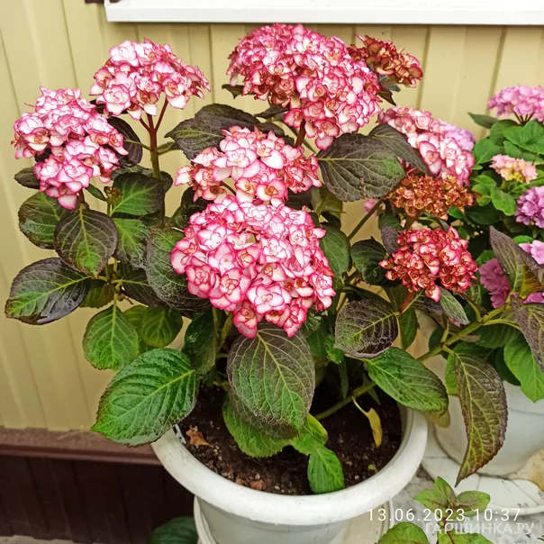 превью изображения отзыва