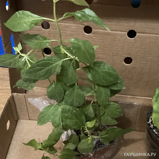 превью изображения отзыва