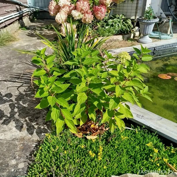 превью изображения отзыва