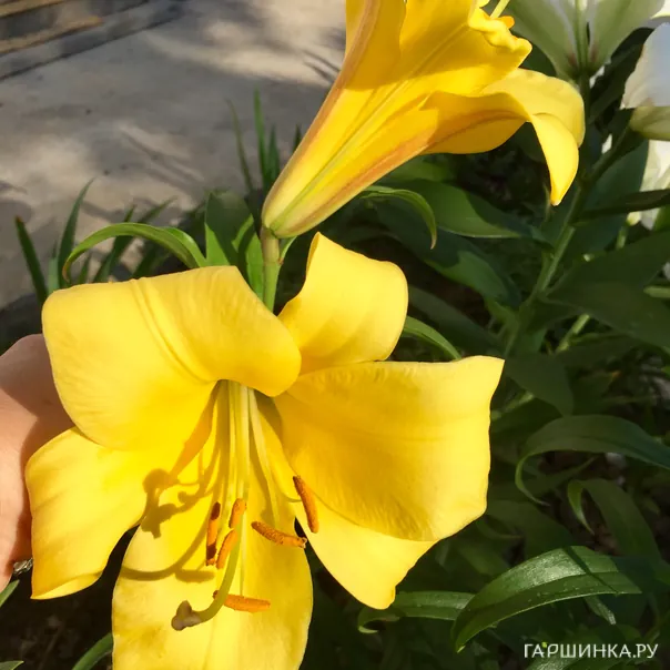 превью изображения отзыва