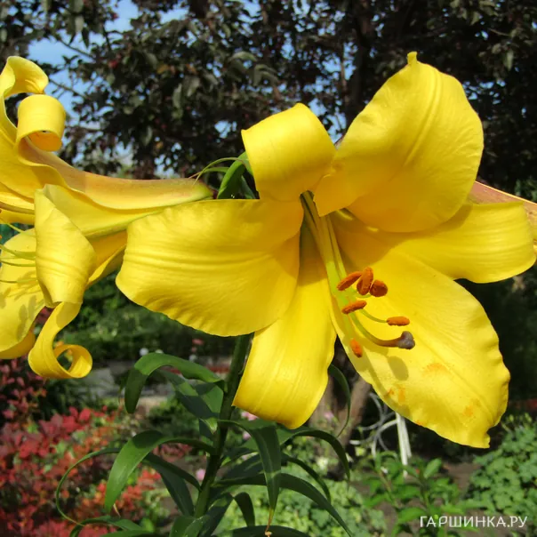 превью изображения отзыва