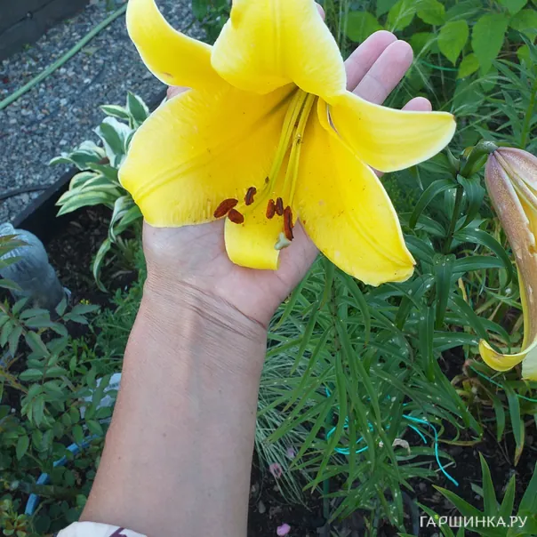 превью изображения отзыва